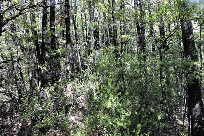 [Leptocophylla juniperina] is common in the understorey of this association.