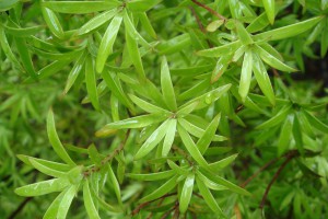 [Leucopogon fasciculatus]. Image: Phil Bendle Collection