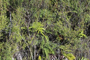 [Leptospermum scoparium] with [Gleichenia] sp and [Blechnum novae-zelandiae] in the ground layer. Near Charleston, North Westland.