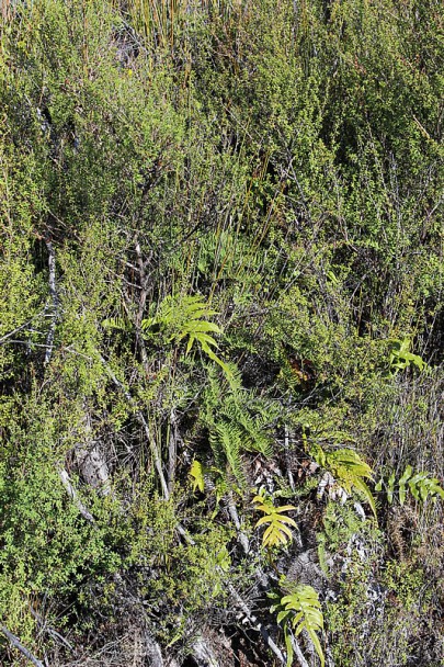 [Leptospermum scoparium] with [Gleichenia] sp and [Blechnum novae-zelandiae] in the ground layer. Near Charleston, North Westland.