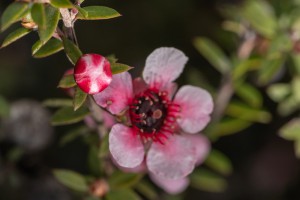 Manuka. Image Brad White