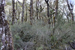 Mountain beech with abundant [Coprosma pseudocuneata] in the understorey. Arthur's Pass National Park.