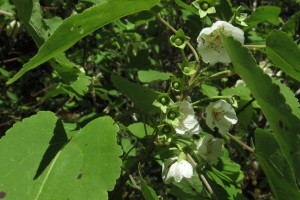 Mountain lacebark: Image: (c) Roger Frost – some rights reserved (CC BY-NC)ger frost