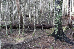 [Nothofagus fusca]– [Nothofagus menziesii] / [Grammitis billardierei] forest. Cobb Valley, Kahurangi National Park.