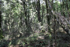 [Nothofagus fusca] – [Nothofagus menziesii] / [Griselinia littoralis] – [Myrsine divaricata] – [Coprosma foetidissima] / [Grammitis billardierei] forest, Cobb Valley, Kahurangi National Park.