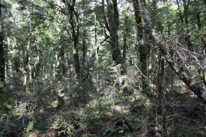 [Nothofagus fusca] – [Nothofagus menziesii] / [Griselinia littoralis] – [Myrsine divaricata] – [Coprosma foetidissima] / [Grammitis billardierei] forest, Cobb Valley, Kahurangi National Park.