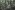 [Nothofagus fusca] – [Nothofagus menziesii] / [Griselinia littoralis] – [Myrsine divaricata] – [Coprosma foetidissima] / [Grammitis billardierei] forest, Cobb Valley, Kahurangi National Park. Image