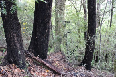 A stand of the [Nothofagus fusca] – [Nothofagus menziesii] – [Nothofagus solandri] ([Podocarpus hallii]) / [Leucopogon fasciculatus] – [Pseudopanax crassifolius] forest association. Bullock Track, Kahurangi National Park.