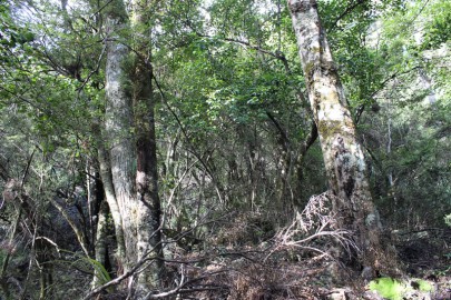 [Nothofagus solandri] – [Nothofagus menziesii] / [Griselinia littoralis] – [Myrsine divaricata] – [Coprosma pseudocuneata] forest. Cobb Valley, Kahurangi National Park.