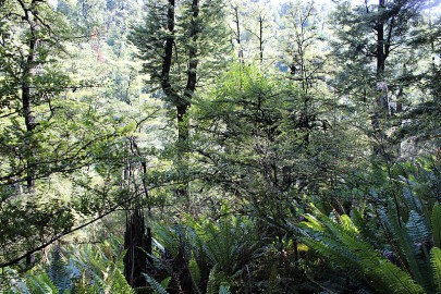 [Nothofagus solandri], [Griselinia littoralis] (shown here in the subcanopy), [Coprosma microcarpa] (shown here in the understorey foreground) are important components of this association.