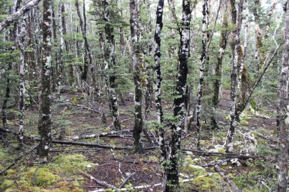 [Nothofagus solandri] – [Nothofagus menziesii] / [Coprosma pseudocuneata] – [Hymenophyllum multifidum] forest. Cobb Ridge, Kahurangi National Park