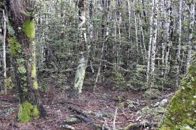 The [Nothofagus solandri] – [Nothofagus menziesii] forest association is typically species poor with a sparse understorey. Cobb Ridge, Kahurangi National Park.