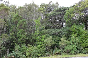 The canopy of this association is dominated by [Nothofagus solandri], [Weinmannia racemosa], [Metrosideros umbellata] and [Quintinia acutifolia]. Denniston Scenic Reserve.