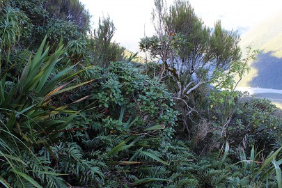 Co-occurrence of [Olearia colensoi], [Dracophyllum traversii] and [Blechnum monae-zelandiae] is one of the combinations of species that indicates this alliance. Kelly Range, Westland.