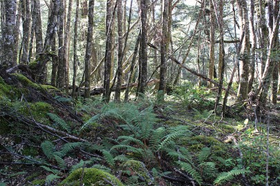 The fern [Polystichum vestitum] beneath a canopy of [Nothofagus solandri] is typical of this association. Waimakiriri Basin, Canterbury.