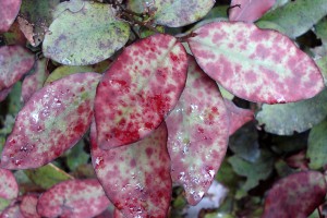 [Pseudowintera colorata]. Image: Phil Bendle Collection