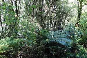 [Weinmannia racemosa] with [Scheflera digitata] and [Cyathea smithii] in the understorey. [Metrosideros diffusa] climbs up the trunk of [Weinmannia racemosa]. Kelly Range, Westland.