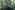 [Weinmannia racemosa] with [Scheflera digitata] and [Cyathea smithii] in the understorey. [Metrosideros diffusa] climbs up the trunk of [Weinmannia racemosa]. Kelly Range, Westland. Image