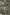 [Nothofagus fusca] – [Nothofagus menziesii] / [Griselinia littoralis] – [Myrsine divaricata] – [Coprosma foetidissima] / [Grammitis billardierei] forest, Cobb Valley, Kahurangi National Park. Image