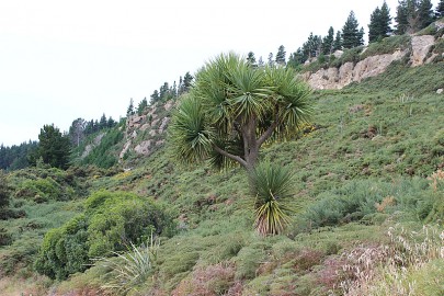Co-occurrence of [Ulex europaeus] and [Cordyline australis] indicates this alliance. Trotter's Gorge, North Otago.