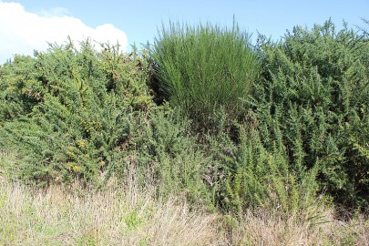 [Ulex europeaus] and [Cytisus scoparius].North Westland