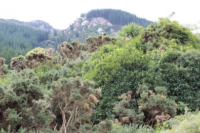 Co-occurrence of [Ulex europaeus] and [Melicytus ramiflorus] is an indicator of this association.[Cordyline australis] is frequently present. Trotter's Gorge, North Otago.