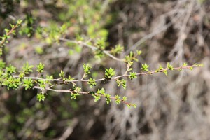 Kānuka leaves. Image: Tremlin / CC BY-SA (https://creativecommons.org/licenses/by-sa/3.0) 