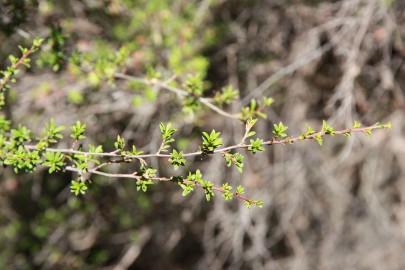 Kānuka leaves. Image: Tremlin / CC BY-SA (https://creativecommons.org/licenses/by-sa/3.0)