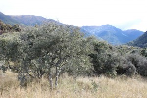 [Discaria toumatou] and [Coprosma propinqua] over exotic grasses in a geographic outlier of this alliance.Cobb Valley, Kahurangi National Park.