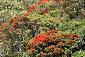 Southern rata. Image: Phil Bendle Collection