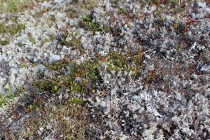 A shrubland dominated by [Dracophyllum uniflorum] and sharing many of the species of this association (like [Gaultheria depressa] shown here) occurs in Cobb Valley, Kahurangi National Park. This is outside of the region where it has been sampled.