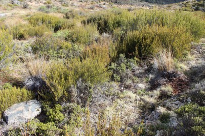 A shrubland dominated by [Dracophyllum uniflorum] and sharing many of the species of this association occurs in Cobb Valley, Kahurangi National Park. This is outside of the region where it has been sampled.