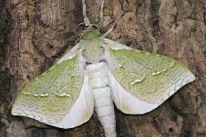 Male puriri moth [Aenetus virescens]. Image: Ruud Kleinpaste © Ruud Kleinpaste