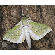  Puriri moth