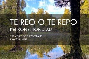 Te reo o te repo – kei konei tonu au: The Voice of the Wetland – I am still here 