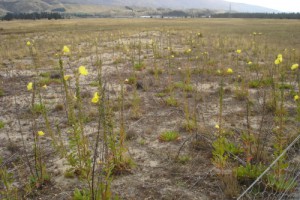 Cromwell Chafer Beetle Reserve with adventive evening primrose ([Oenothera glazioviana]) (Susan Wiser)