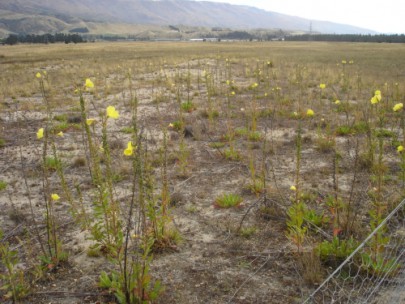 Cromwell Chafer Beetle Reserve with adventive evening primrose ([Oenothera glazioviana]) (Susan Wiser)