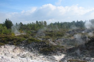 Fumaroles near Lake Rotokawa, north of Taupo, with prostrate kanuka ([Kunzea ericoides] var. [microflora]) scrub (middle distance) and wilding pines (background) (Bruce Burns)