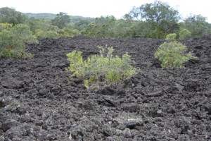 Lava flows on Rangitoto (Steve Pearce)