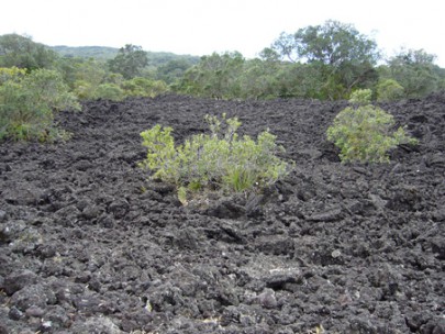 Lava flows on Rangitoto (Steve Pearce)