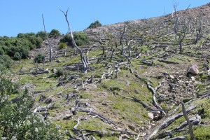 [Metrosideros excelsa] dieback from acid rain and vegetation recovery, Whakaari / White Island (E. Powell)