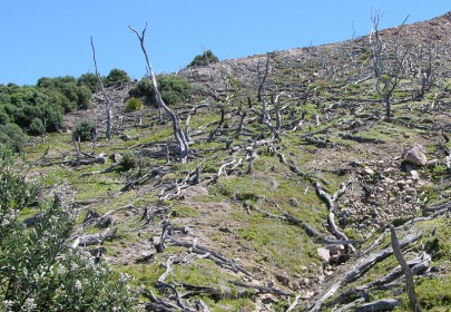 [Metrosideros excelsa] dieback from acid rain and vegetation recovery, Whakaari / White Island (E. Powell)