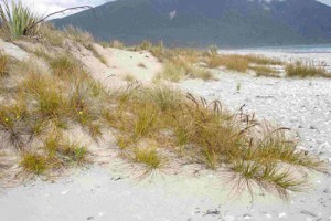 Active sand dune dominated by golden sand sedge/pingao, [Ficinia spiralis], Big Bay, Western Fiordland (Susan Wiser)