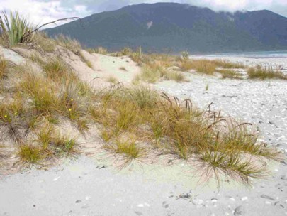 Active sand dune dominated by golden sand sedge/pingao, [Ficinia spiralis], Big Bay, Western Fiordland (Susan Wiser)