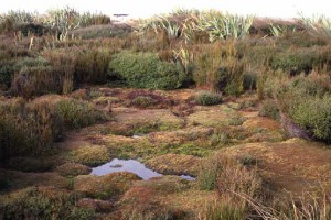 Blanket bog cushions of Donatia novae–zelandiae at Awarua Bog, Southland (Bev Clarkson)