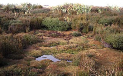 Blanket bog cushions of Donatia novae–zelandiae at Awarua Bog, Southland (Bev Clarkson)