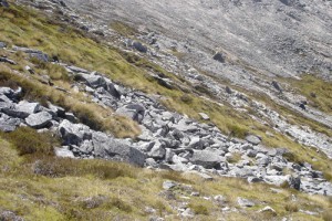 Granite boulderfield, Lookout Range, NW Nelson (Susan Wiser)