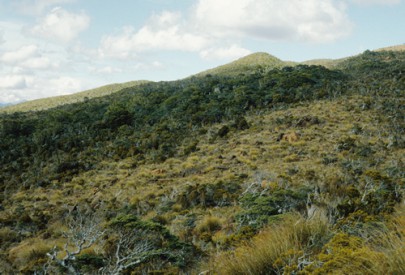 Ultrabasic boulderfields (centre) near Junction Hill, Gorge River, South Westland, with red tussock ([Chionochloa rubra]) and pink pine ([Halocarpus biformis]) (Rowan Buxton)