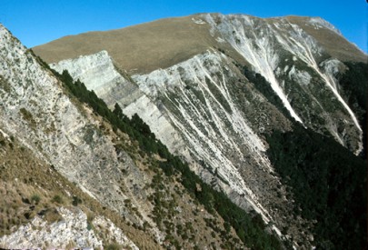 Calcareous cliffs on Ben More, Marlborough, with silver tussock ([Poa cita]) and [Myosotis arnoldii] (Peter Williams)