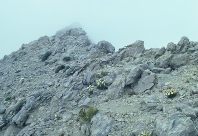 Calcareous mudstone scree with gentians on the Matiri Range, western Nelson (Peter Williams)